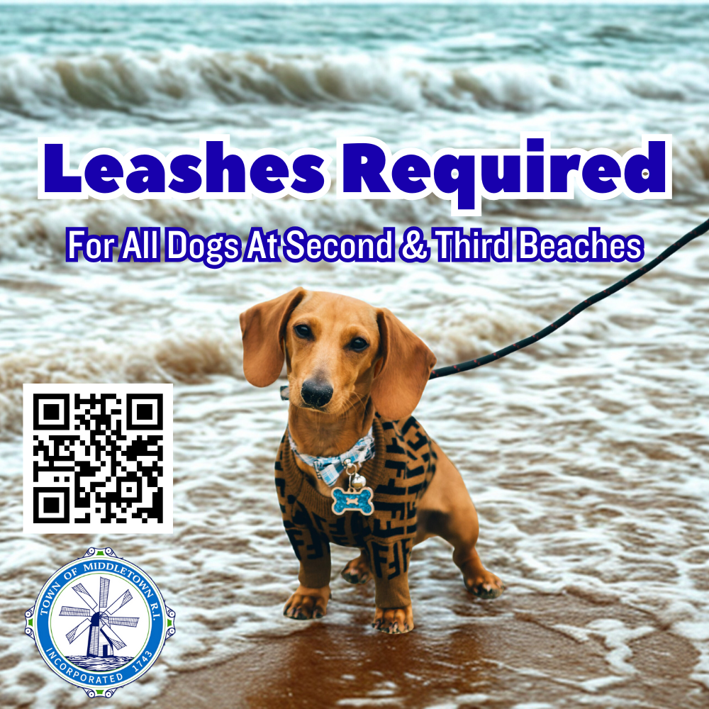 Dog Walking In Middletown Graphic Pooch Standing In Surf 10725