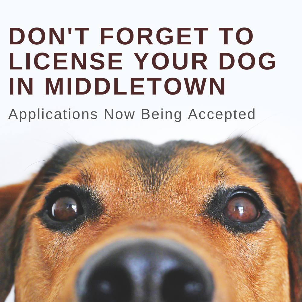 Dog License-3