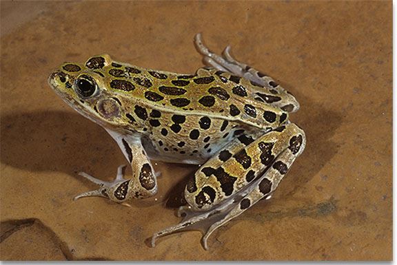 northernleopardfrog2