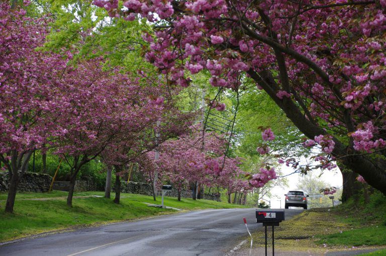 Road with Trees