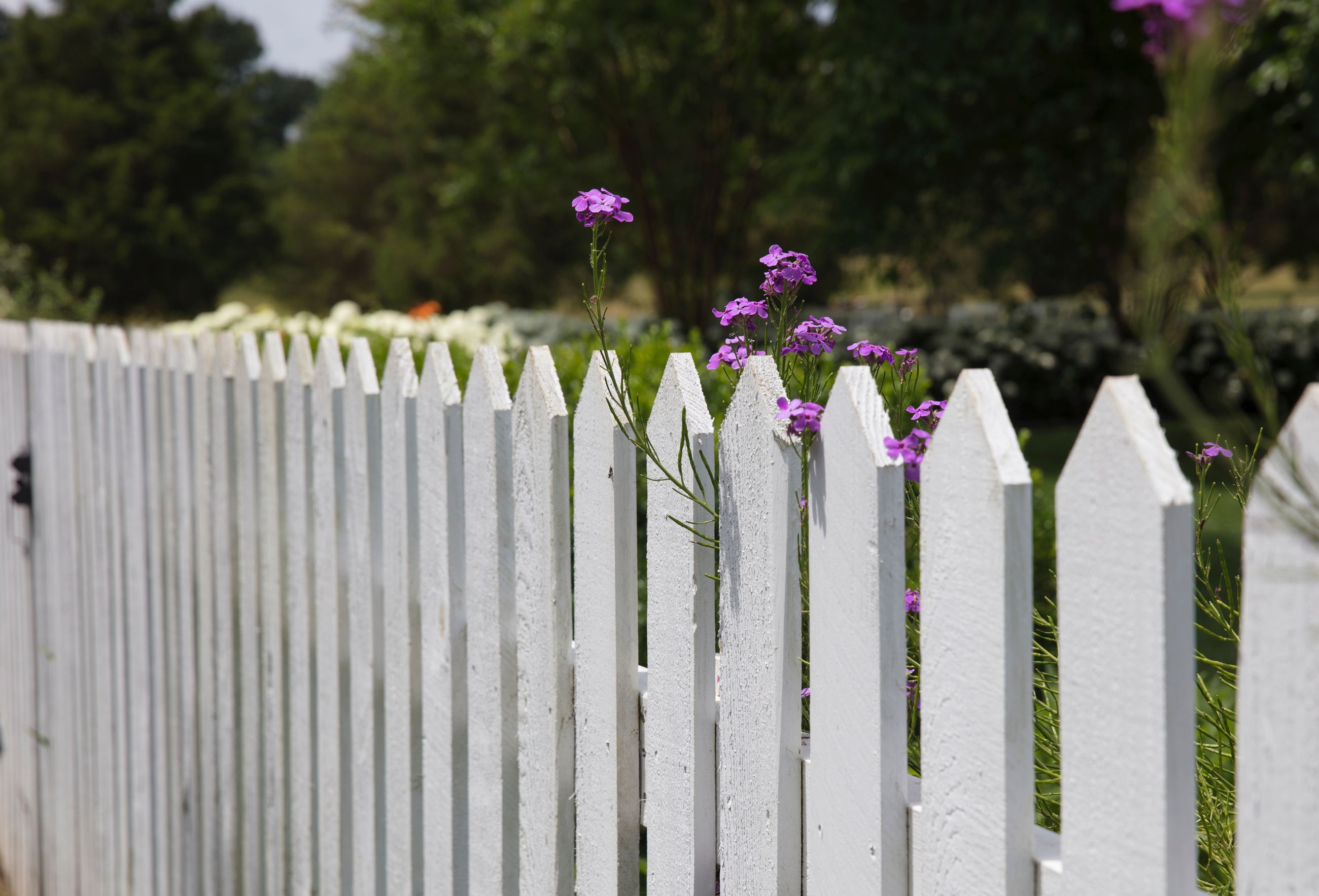 White Picket Fence Picture
