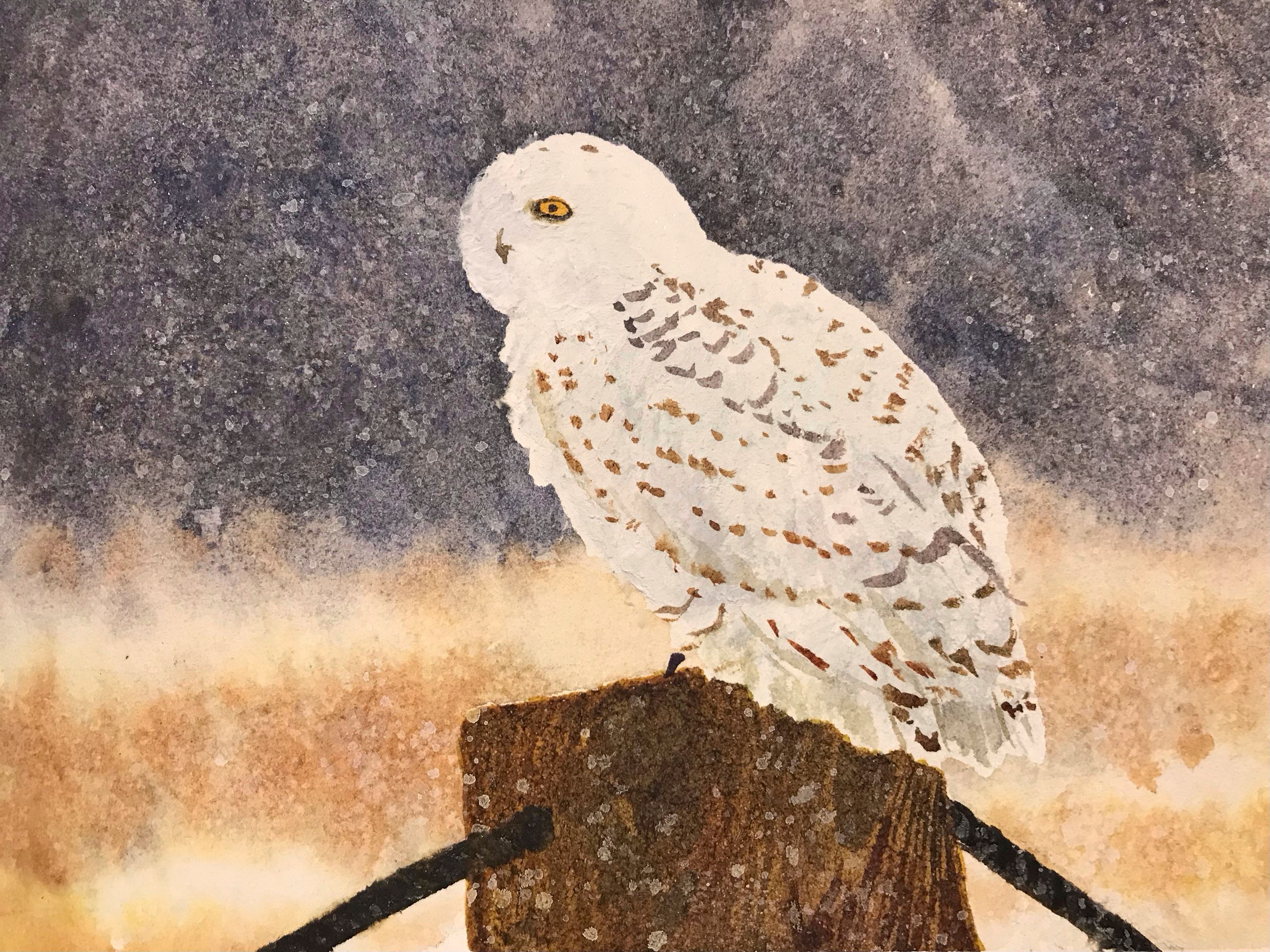 Vanessa Ellerman Snowy Owl paint[8]