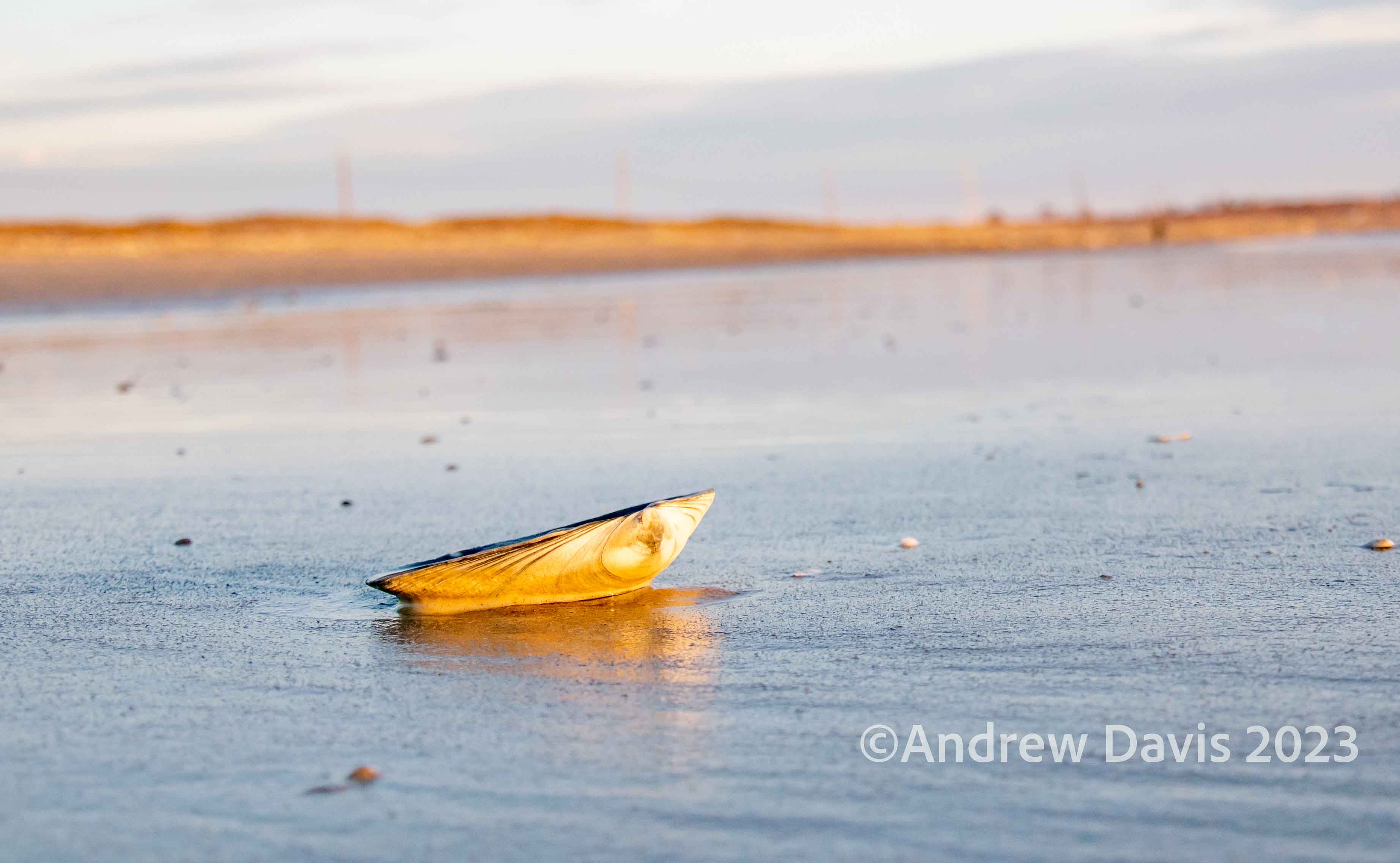 Sachuest Point and Beach-189